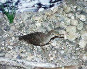 Thumbs/tn_052 Flussuferlaeufer 11022004.jpg